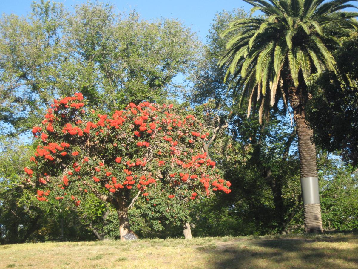 Флора